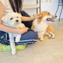 도그앤조이(Dog&Joy) 이미지