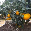 감귤박물관 이미지