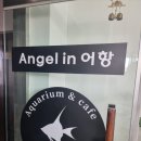 엔젤인어항 이미지