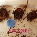 신닌기아 구근 이미지