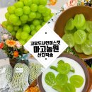 마고농원 | 고당도샤인머스캣/마고농원/산지직배송, GAP 인증까지! ft 어린이간식