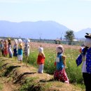 허수아비 이미지