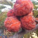 통풍에좋은음식.통풍치료에좋은음식.통풍에좋은약초.통풍치료에좋은약초. 이미지