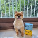 조이런 | 기호성 좋은 강아지영양제 웰릿 메디포우 코코숨,조이런 후기🧡