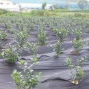 형제 농장 이미지