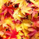 기타연주 이미지