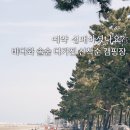 솔숲과 바다 | 바다와 솔숲 다 가진 선착순 캠핑장 : 고창 구시포 노을 캠핑장