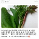 항아리쑥초