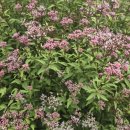 등골농장 이미지