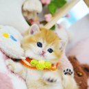 강남고양이분양 스타돌스 | 브리티쉬숏헤어분양 유명한 스타돌스