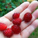 김동기농장 이미지