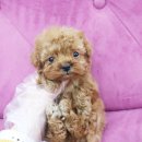 내품안의 반려견 김포점 이미지