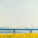 하나푸르니 반포 | 5월 서울여행지 반포 서래섬 유채꽃축제, 해치카 시간 후기