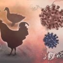 개정 닭 오리