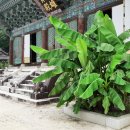 파초 | 정원을 수놓은 '파초(芭蕉)', 그 속에 담긴 상징과 재배법