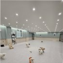 부산애견호텔 댕스스쿨 이미지