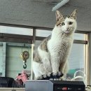 동양상공사 이미지