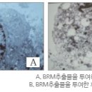 BRM 연구소