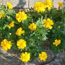 메리골드 이미지