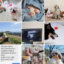 내각1로 99번길 29 | 남양주강아지교배 출장전문가 여기 있어요!