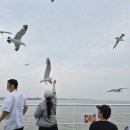 다님펜션 | 호우주의보였던 장봉도 섬 k펜션 후기