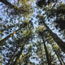 보성상가 4거리 | 보성 여행 녹차리조트 숙소 보성 가볼만한 곳 대한다원 녹차밭 관람후기