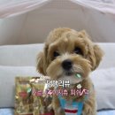 치킨특공대황금점 | 사료계의 에르메스 카르나4 이지츄 피쉬,덕 샘플 사료 급여 후기