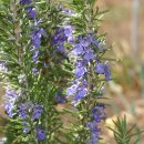 로즈마리 이미지