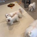 엔젤라독 이미지