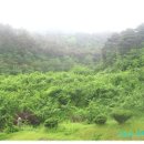 박광수농장 | [스크랩] 토종매실 친사모 착한 가격 예약 공구 진행합니다.