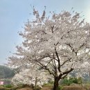 에덴동산타운경로당 | 가평에덴벚꽃길 꿈의동산 놀이공원 벚꽃 개화 스팟