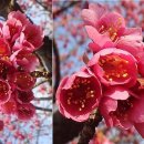 Wild Himalayan cherry,Dwarf Cherry tree seed 이미지