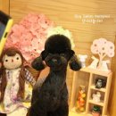 강아지놀이터 이미지