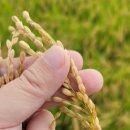 경상북도 농업기술원 | 수확 앞둔 벼 ․ 콩 ․ 사과... 잦은 비로 생육관리 철저 당부