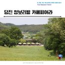 아산 천안 청보리 근거리 여행지 당진 카페피어라