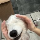 해운대도그워커 이미지