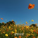 백로농장 경향신문