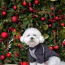 마론애견 | <공주 애견동반> 상신 식당 &amp; 은구비앤로스팅팩토리 카페