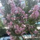 서운산단로5~6길 | 녹아내리고 많이 먹은 7월 4주 일상...
