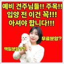 포항강아지분양 테디럽 행복이 넘치는 곳