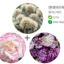 솔코스메틱
