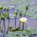 달마사행론... 1 도에 들어가는 수행의 핵심문... 우리는 때로... 계진(界塵) 일하이(一何異)... 이미지