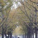 곡교천 은행나무길 이미지