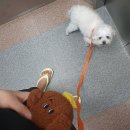 멍멍아 산책가자 이미지