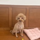 호이펫샵 이미지