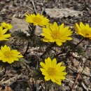 포천개울가 | 포천 국립수목원 봄꽃 나들이(변산바람꽃, 복수초, 처녀치마, 원앙새)