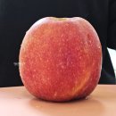 조아라농원
