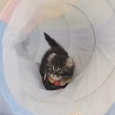 왕발고양이 이미지