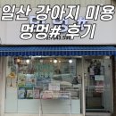 멍멍샾 | 일산 애견미용 멍멍샾 후기