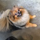 더왜그클럽
